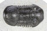 Paralejurus Trilobite Fossil - Ofaten, Morocco #341193-1